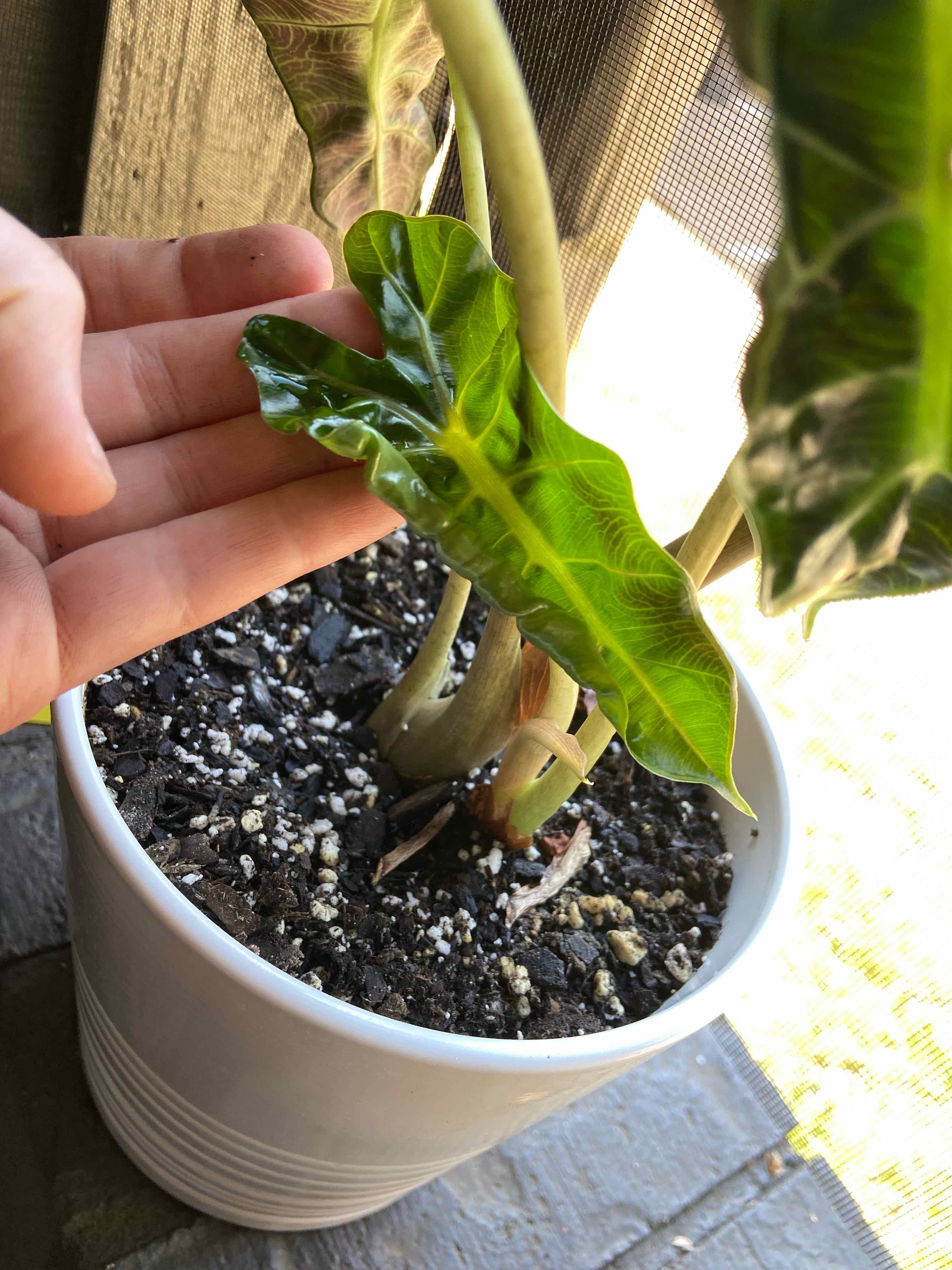 Alocasia Polly plant in a white pot with a hand holding a leaf.