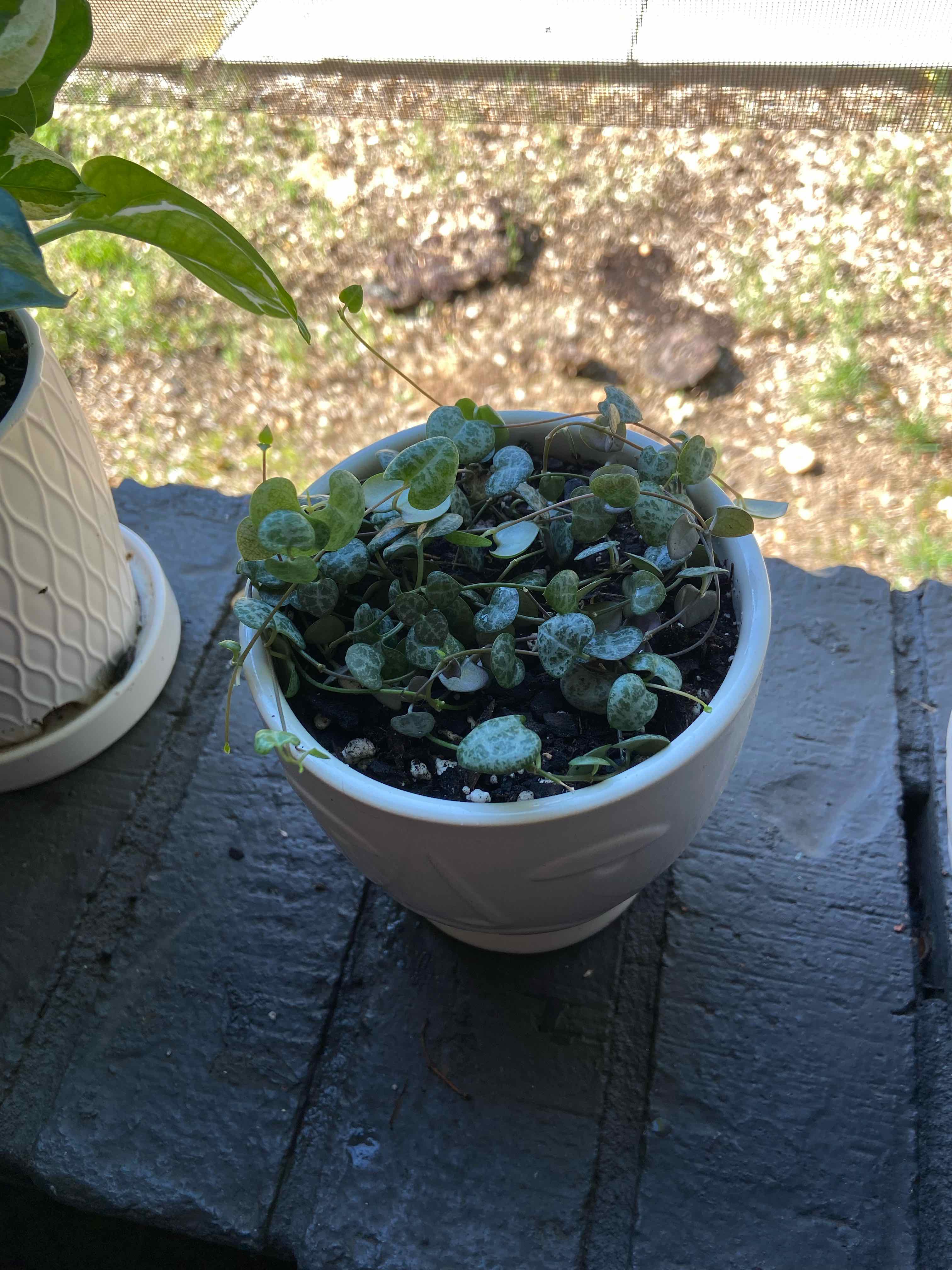 Potted String of Hearts plant on a ledge, healthy with visible soil.