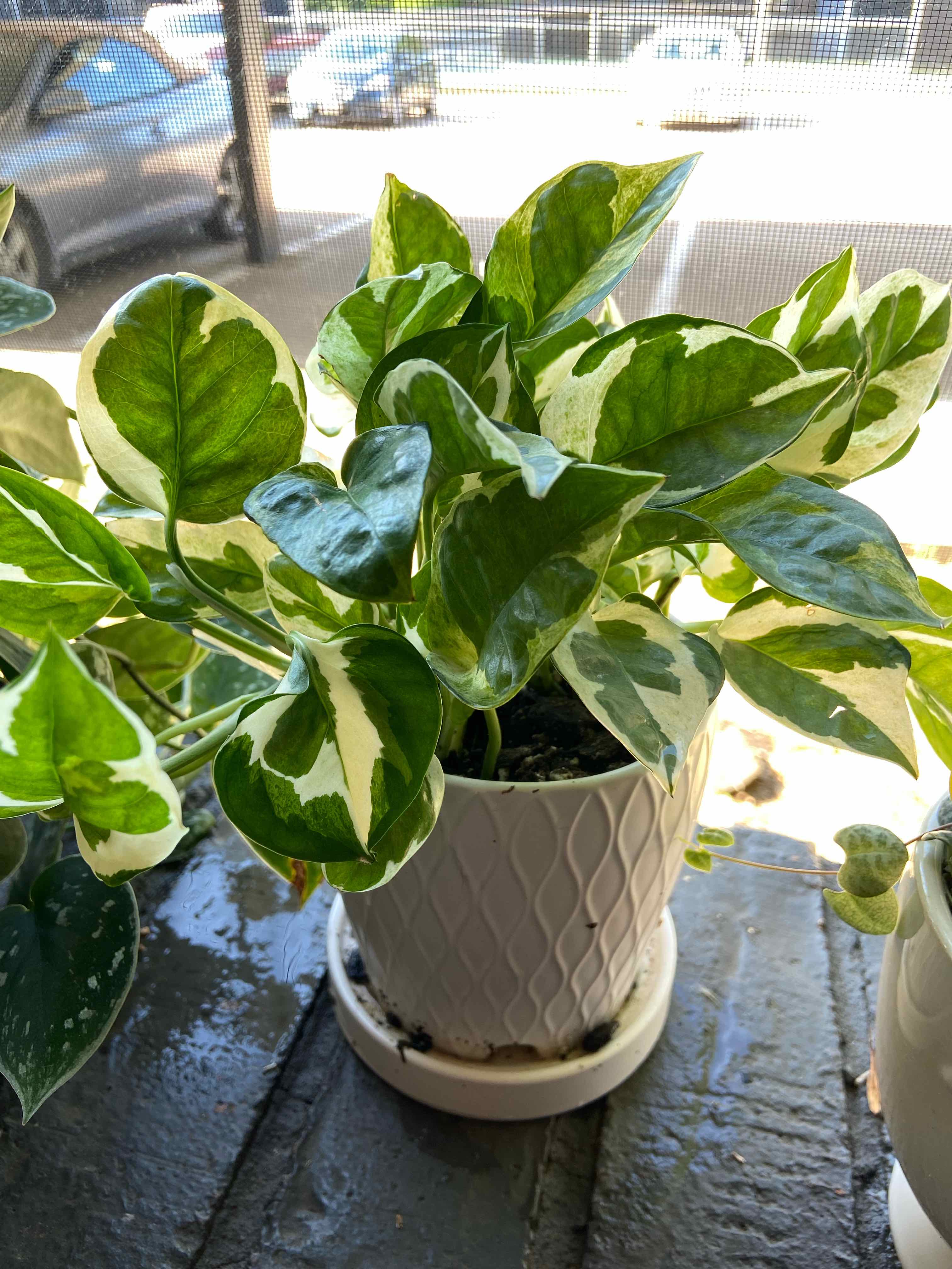 Pothos N' Joy plant in a white pot with vibrant green and white variegated leaves.