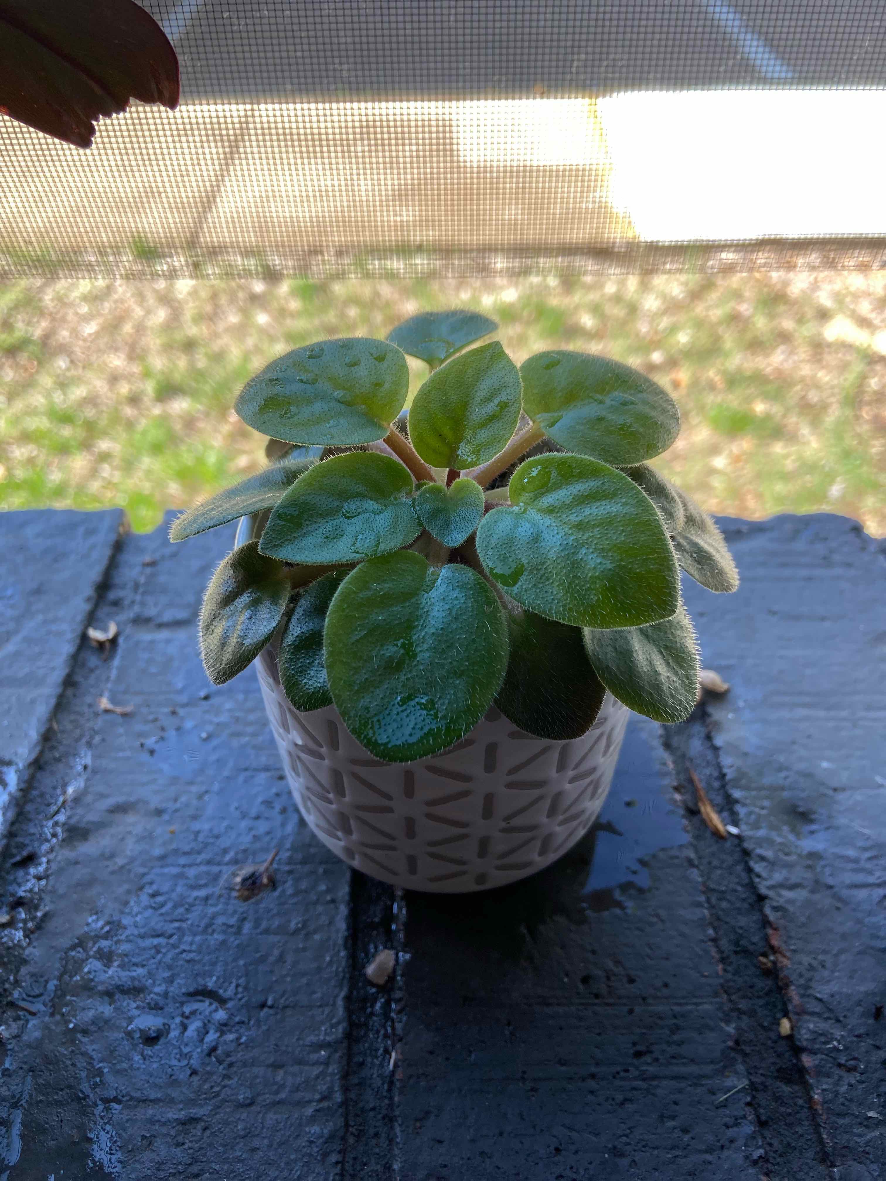Kenyan Violet plant in a white pot on a dark surface near a window.
