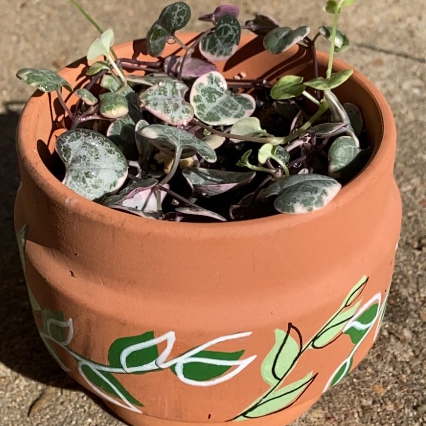 Photo of the plant species Ceropegia Woodii Variegata / String of Hearts Variegated by @Kyliebwest named Variegated String of Hearts on Greg, the plant care app