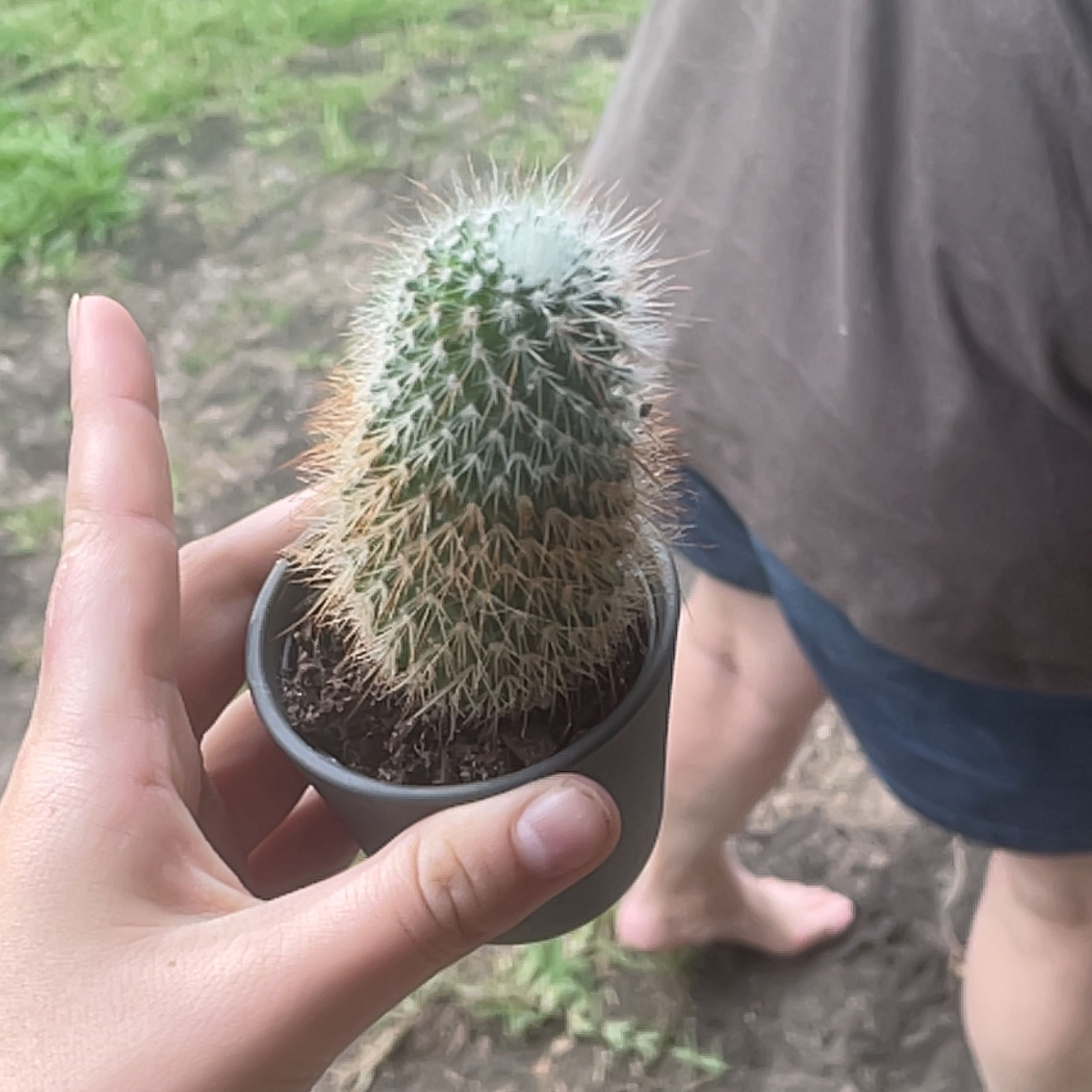 A Texas Rainbow Cactus in a pot, held by a hand, with a person in the background.