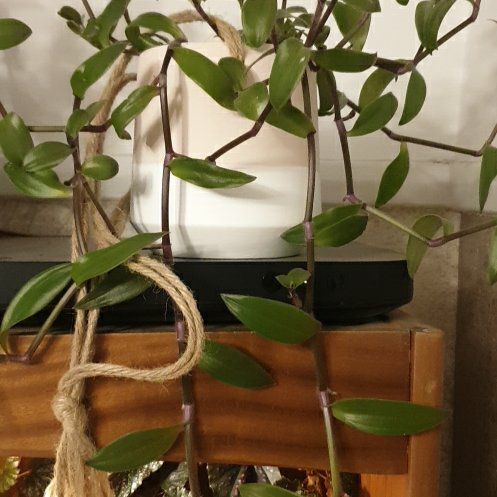 Photo of the plant species Spiderwort 'Hijau Baru' by @TotallyInchworm named Demi on Greg, the plant care app