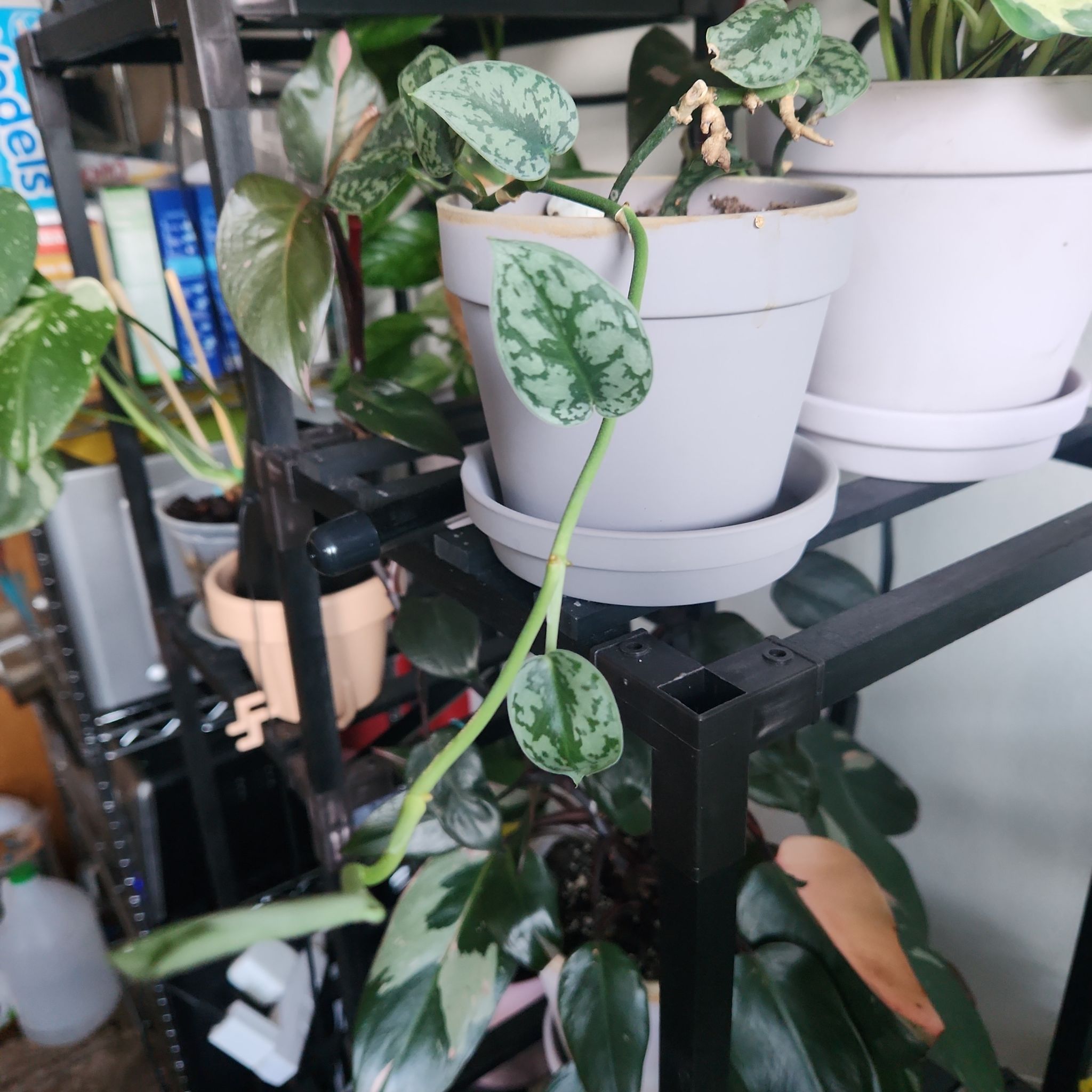 Photo of the plant species Scindapsus silver queen by @CivilKalopanax named Sylvia silver on Greg, the plant care app