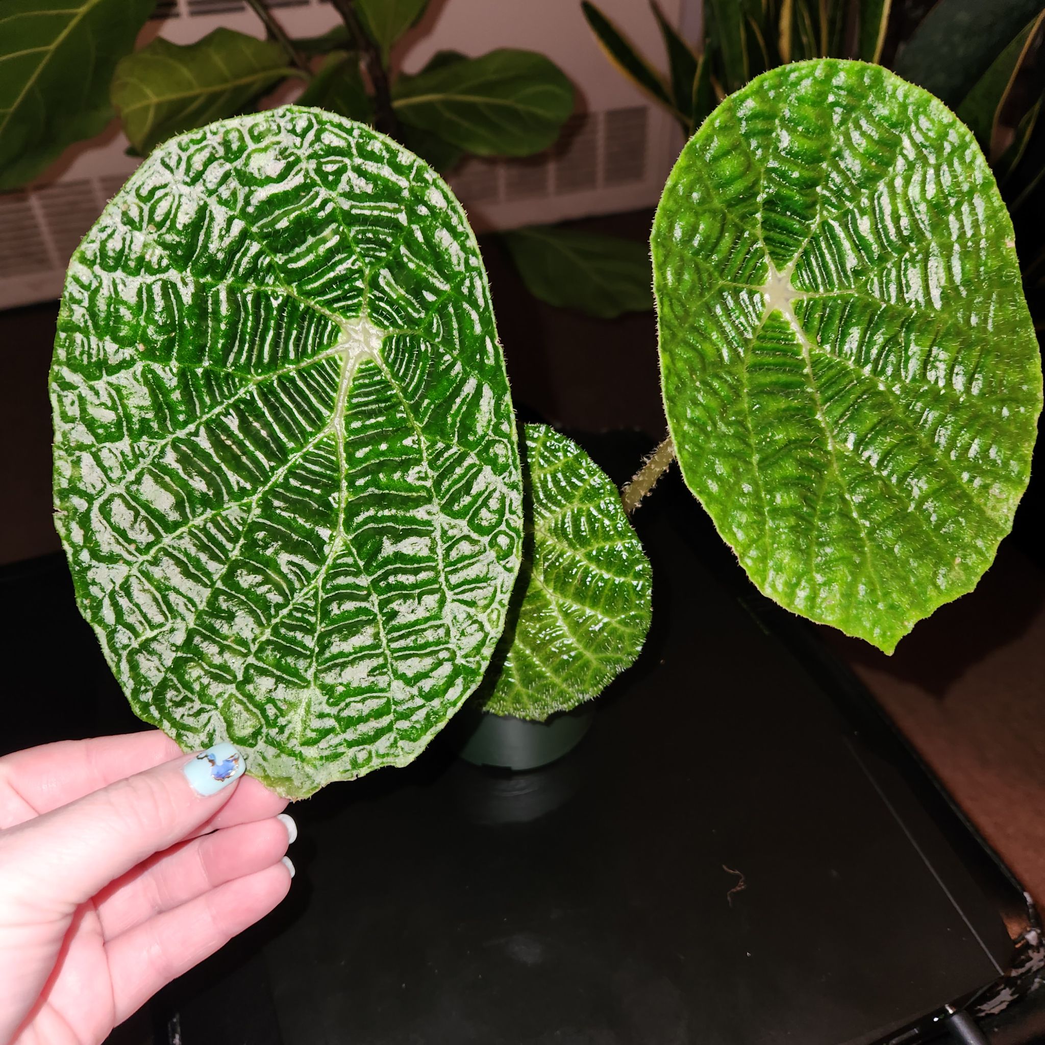 Photo of the plant species Spider Web Begonia by @CivilKalopanax named Peter parker on Greg, the plant care app