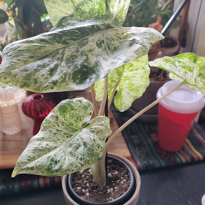 Photo of the plant species Alocasia Odora Batik Varigetated by @CivilKalopanax named Leafeon on Greg, the plant care app