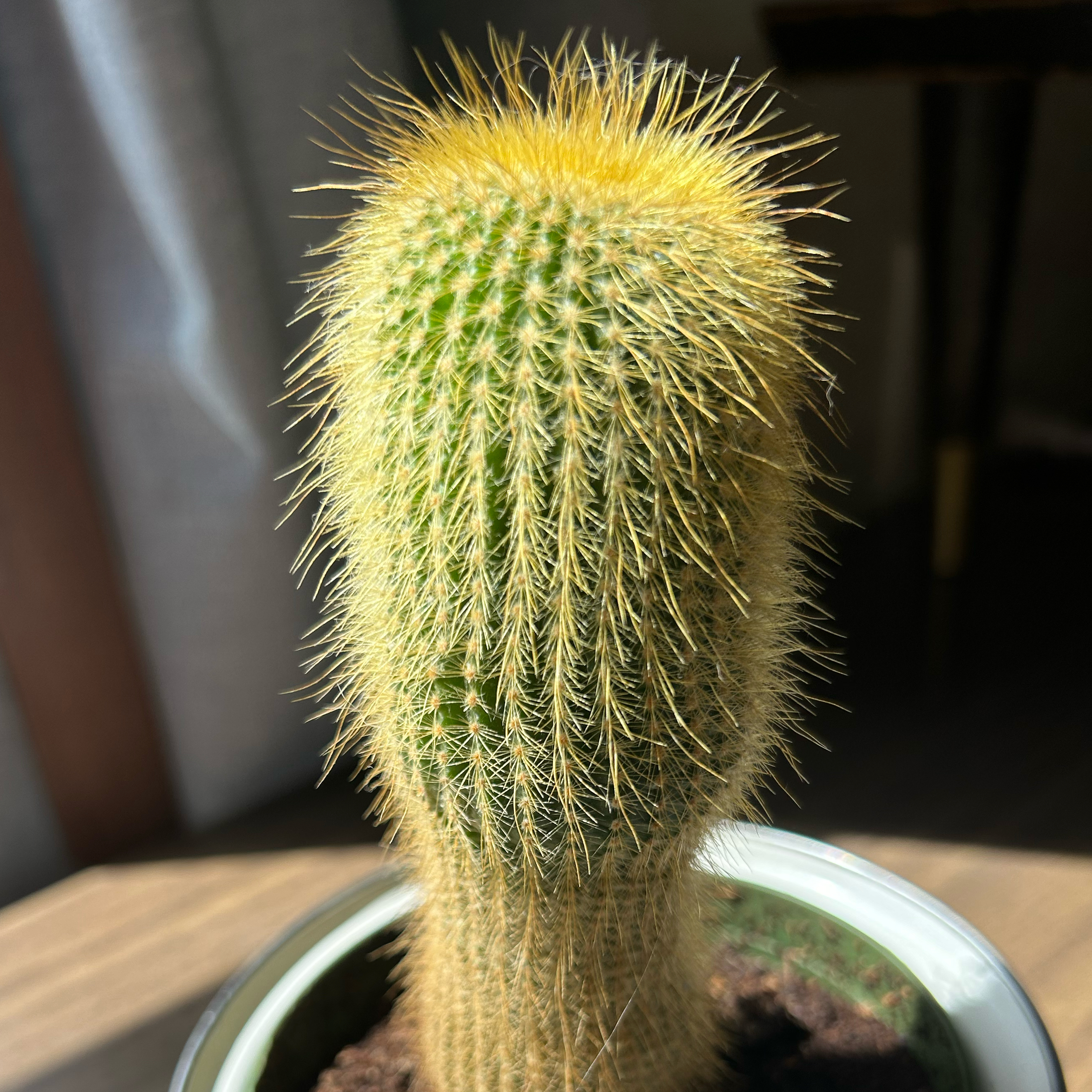 Golden Snakecactus with yellow spines in a pot, well-lit and healthy.