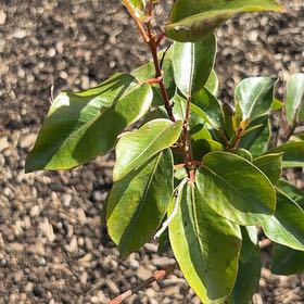 Photo of the plant species Carolina Laurel Cherry by @ArtisteRedbush named Apollo on Greg, the plant care app