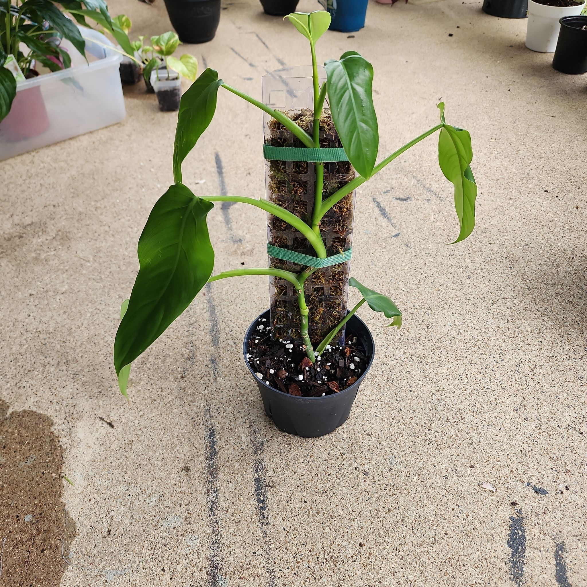 Photo of the plant species Spadeleaf Philodendron by @PlantLey82 named Xylo on Greg, the plant care app