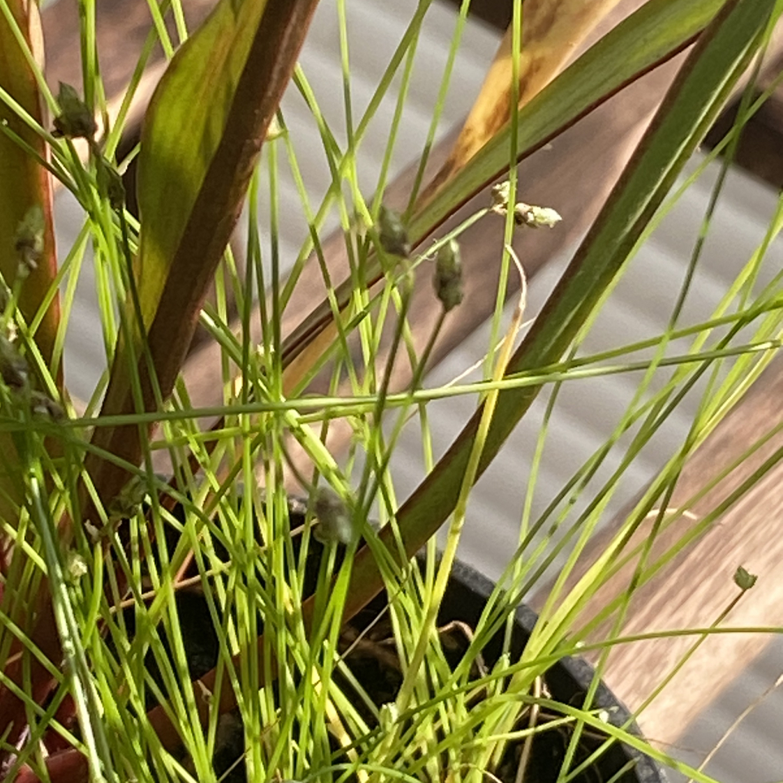 Photo of the plant species Needle Spikerush by @DeanRoussea named Beyonce on Greg, the plant care app