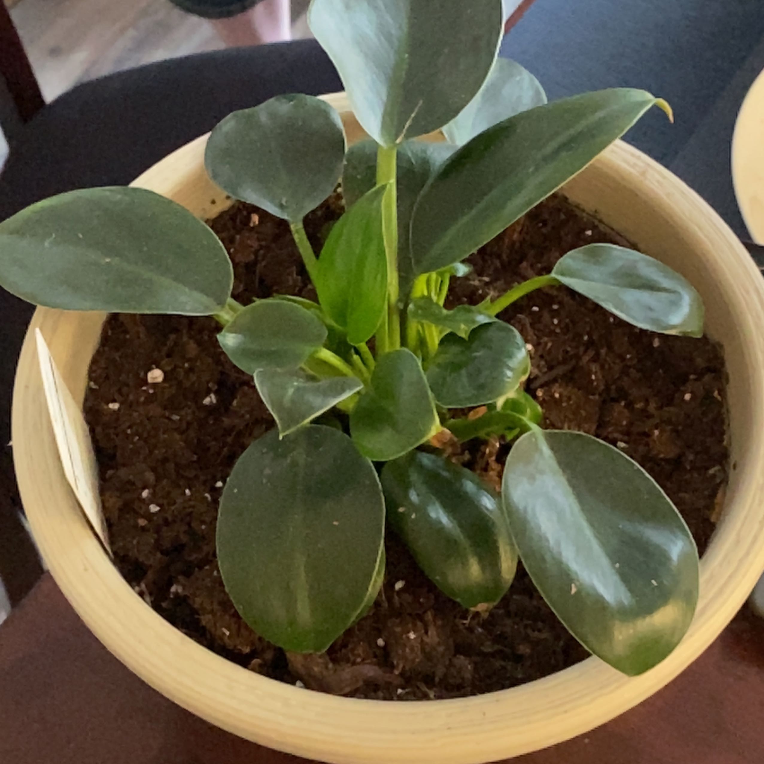 Photo of the plant species Philodendron 'Green Fat Boy' by @DeanRoussea named Achilles on Greg, the plant care app