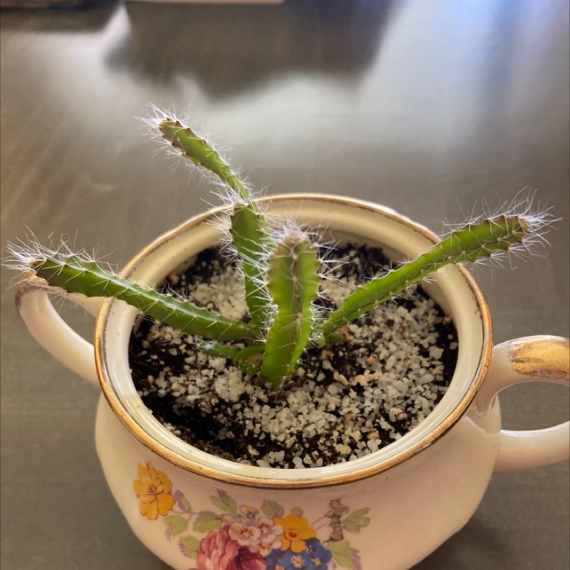 Lady-Finger Hedgehog Cactus in a decorative pot with visible soil.