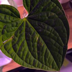 Photo of the plant species Anthurium Luxurians by @BentonTozzia named Miley on Greg, the plant care app