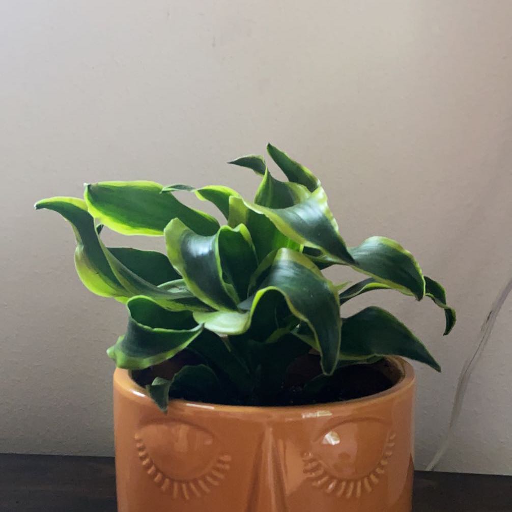 Photo of the plant species Malaika Dragon Tree by @ChirpyMaleberry named Zeus on Greg, the plant care app