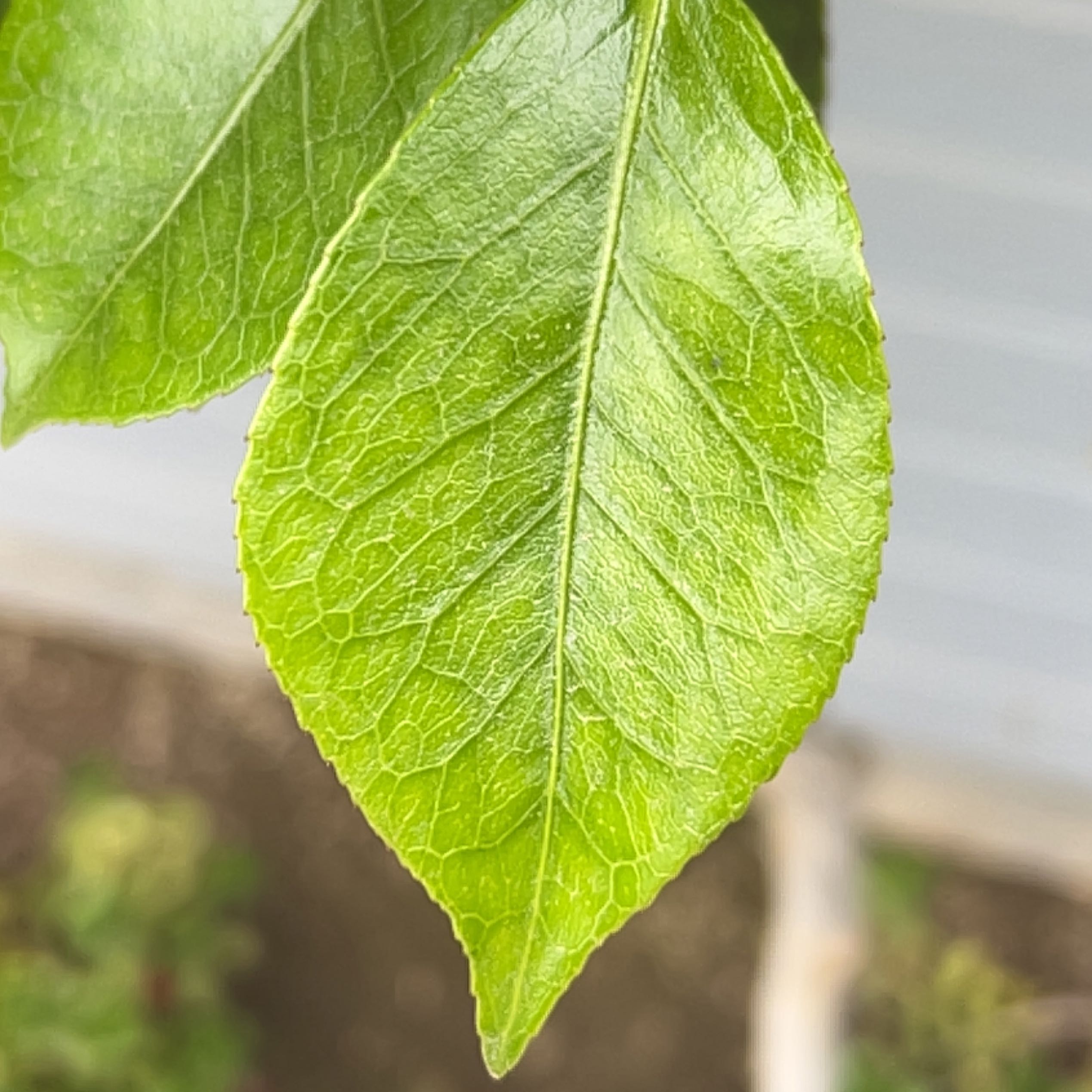 Close-up of a healthy green leaf from a Bradford Pear tree.