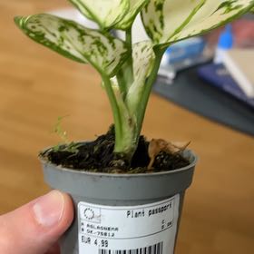Photo of the plant species Aphelandra 'Snow White' by @CuriousSalsa named Curie on Greg, the plant care app