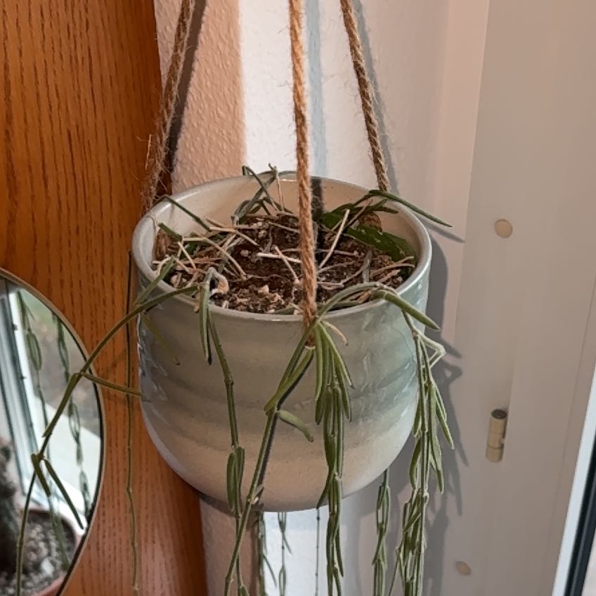 Photo of the plant species misteltoe cactus by @DurableHorminum named Samantha on Greg, the plant care app