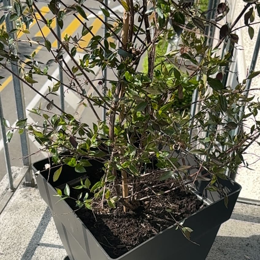 Photo of the plant species Sunrise Abelia by @DurableHorminum named Harmony on Greg, the plant care app