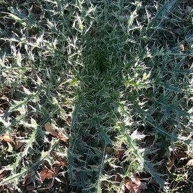 Photo of the plant species Bristly Thistle by @SpicyFittonia named Peter Parker on Greg, the plant care app