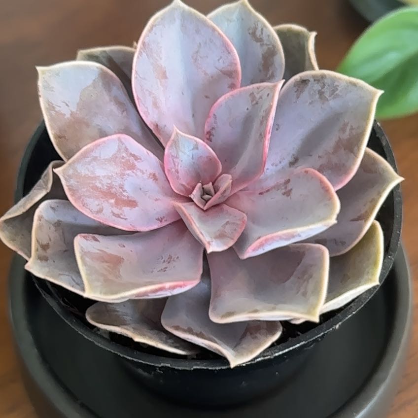 Graptoveria 'Debbie' succulent plant in a small pot, appears healthy.