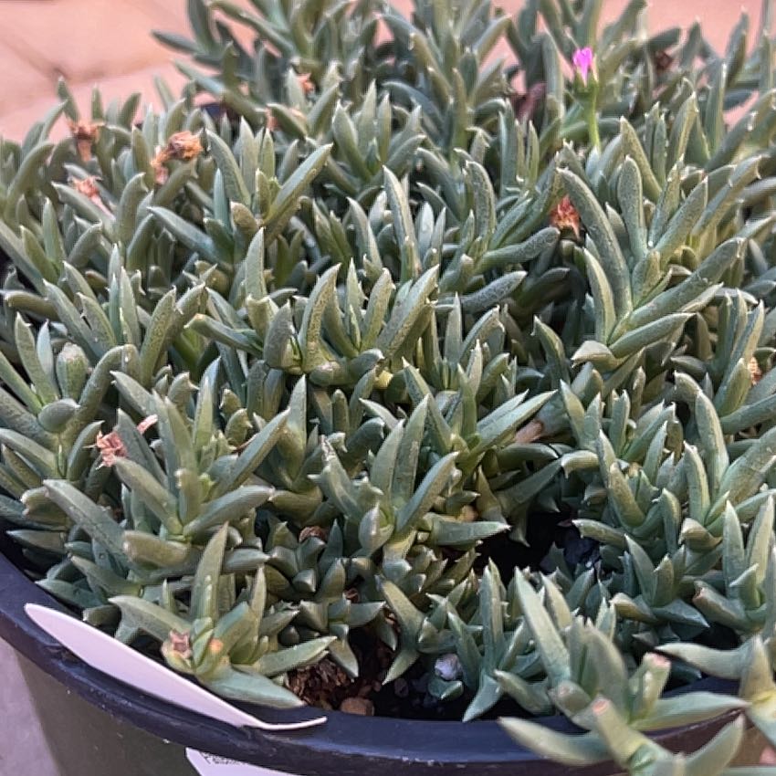 Photo of the plant species Ruschia pulvinaris by @WinGlueseed named Gobi on Greg, the plant care app