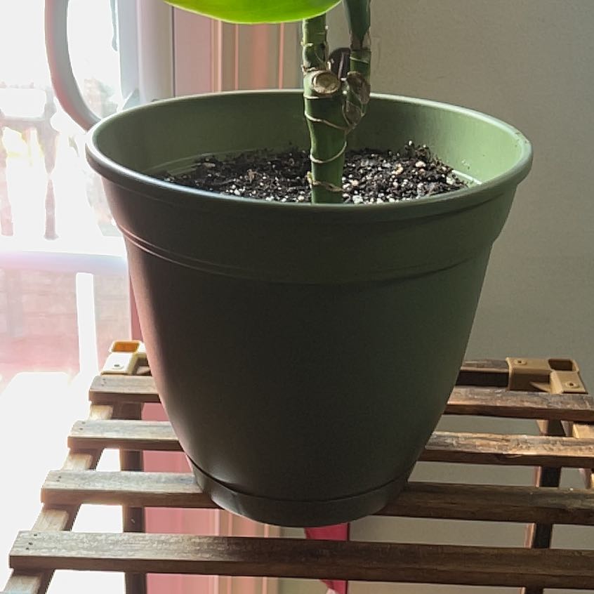 Potted Dracaena 'Sted Sol Cane' plant indoors on a wooden surface near a window.