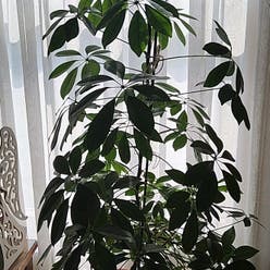 Dwarf Umbrella Tree plant