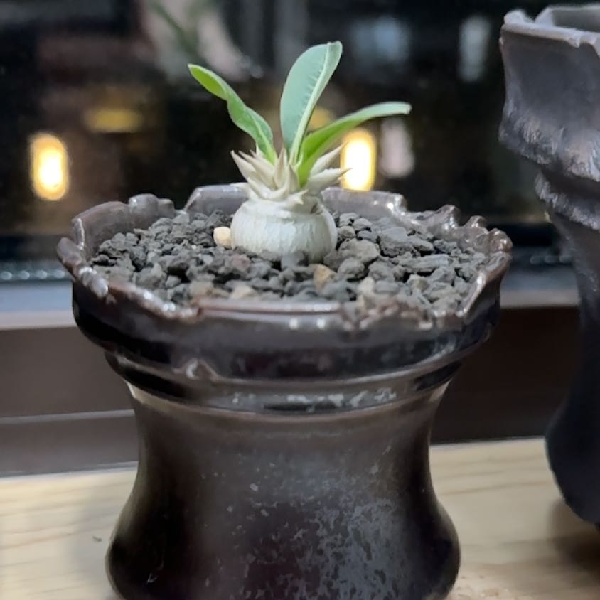 Photo of the plant species Pachypodium eburneum by @HeavenlyMayten named Beckham on Greg, the plant care app
