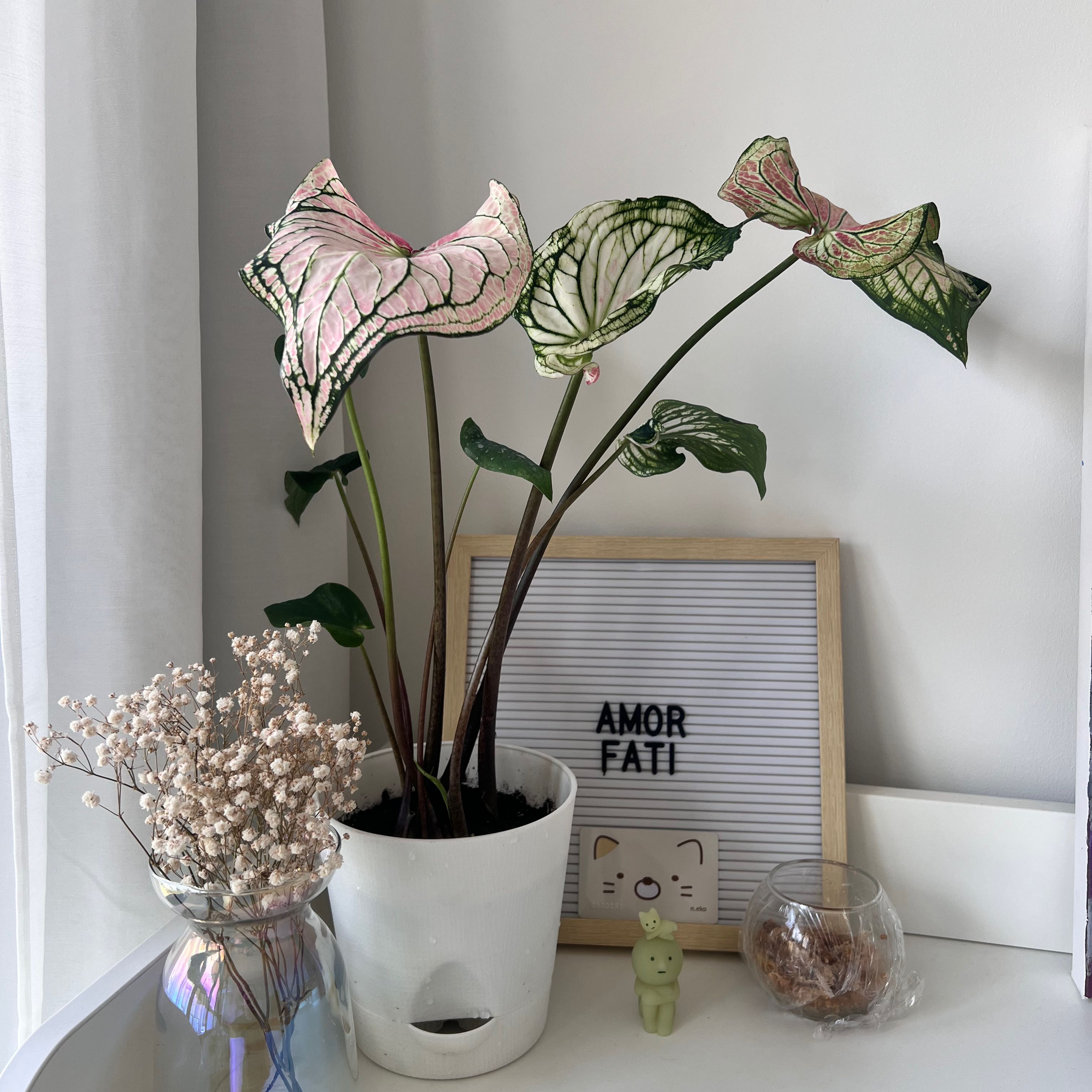 Photo of the plant species Caladium 'Thai Beauty' by @BoldBonsaitree named Naomi on Greg, the plant care app