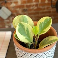 Baby Rubber Plant plant
