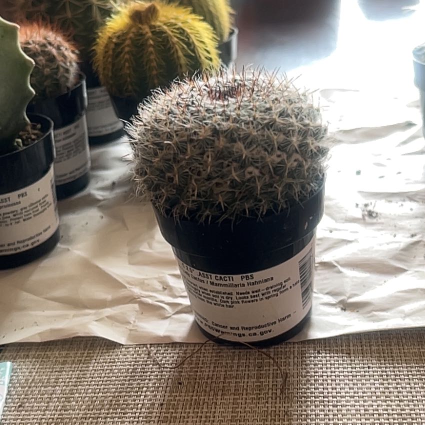 A healthy Old Lady Cactus (Mammillaria hahniana) in a small pot with other cacti in the background.