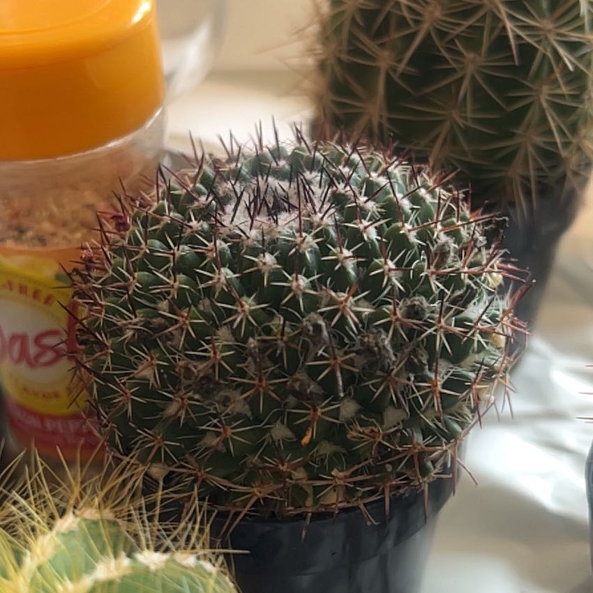 Mammillaria muehlenpfordtii cactus with numerous spines, no visible soil or flowers.