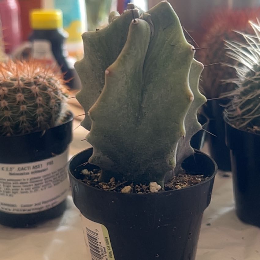 Potted Gray Ghost Organ Pipe cactus with visible soil and other cacti in the background.