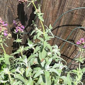 Photo of the plant species Salvia lanceolata by @GenuineRaspfern named Apollo on Greg, the plant care app