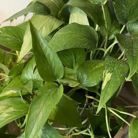 Photo of the plant species Aurea Epipremnum Pinnatum by @FastHorminum named Denali on Greg, the plant care app