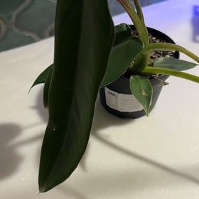 Photo of the plant species Philodendron Spiritus Sancti by @FastHorminum named Mando on Greg, the plant care app