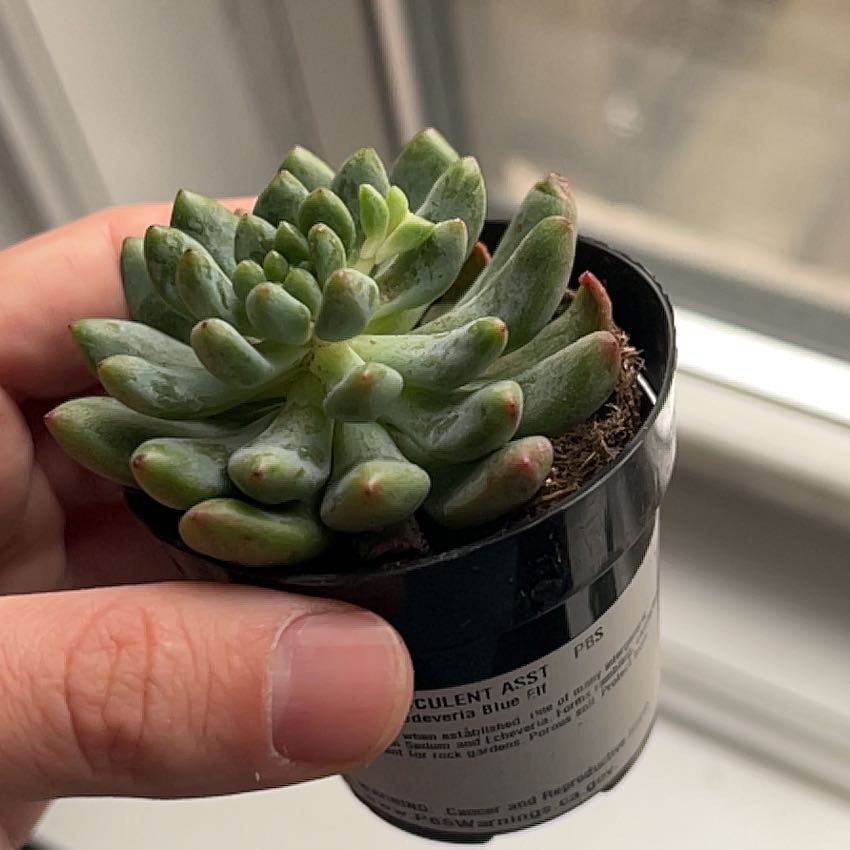 Sedeveria 'Blue Elf' succulent in a small black pot held by a hand.