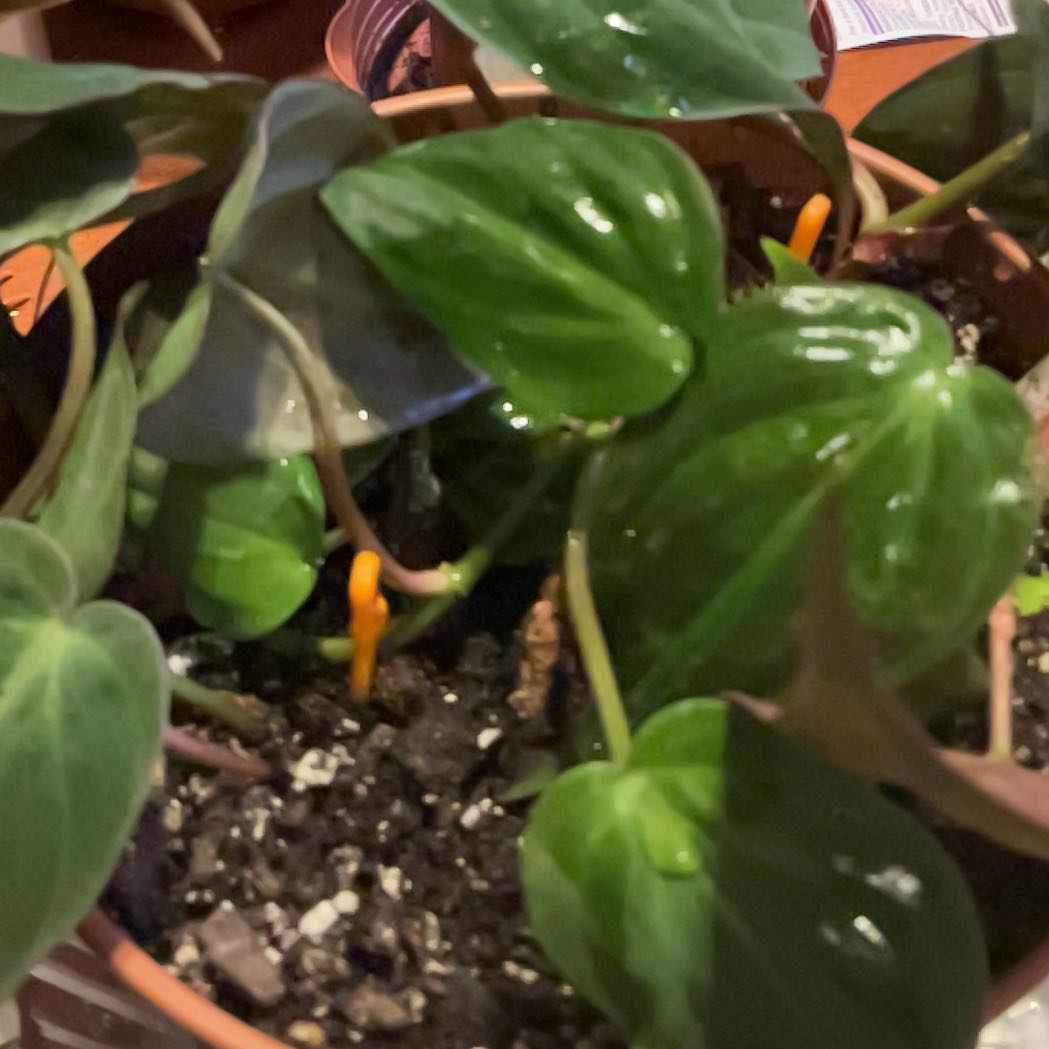 Photo of the plant species Velvet leaf philodendron by @ModelSeagrape named Bigleef Smalls on Greg, the plant care app