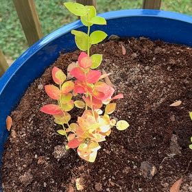 Photo of the plant species European Blueberry by @QuirkySoybean named Aristotle on Greg, the plant care app