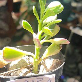 Photo of the plant species Variegated Trailing Jade by @Meganium named Katara on Greg, the plant care app