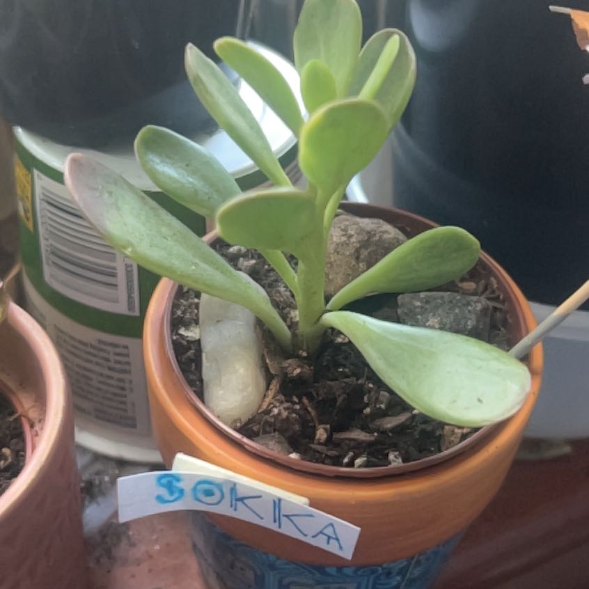 Photo of the plant species Senecio jacobsenii 'Variegata' by @Meganium named Sokka on Greg, the plant care app