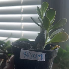 Photo of the plant species Senecio jacobsenii 'Variegata' by @Meganium named Iroh on Greg, the plant care app