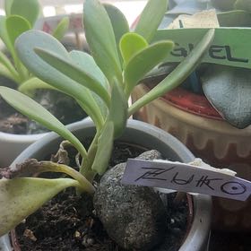 Photo of the plant species Senecio jacobsenii 'Variegata' by @Meganium named Zuko on Greg, the plant care app