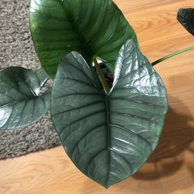 Photo of the plant species Alocasia Reginae by @Meganium named Raphtalia on Greg, the plant care app