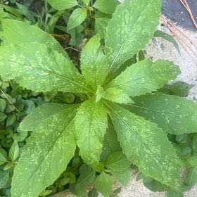 Photo of the plant species American Burnweed by @Meganium named Fernie Mercury on Greg, the plant care app