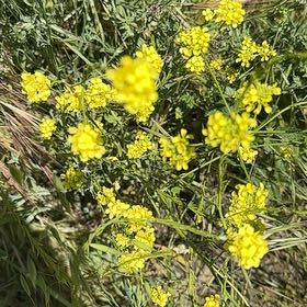 Photo of the plant species Mediterranean Strawflower by @HelperCocoplum named Zeus on Greg, the plant care app