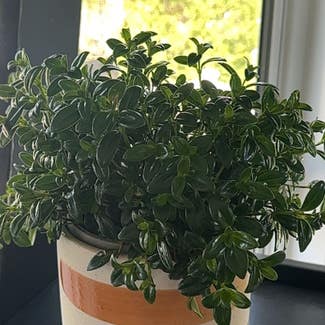 Goldfish Plant plant in Rochester, New York