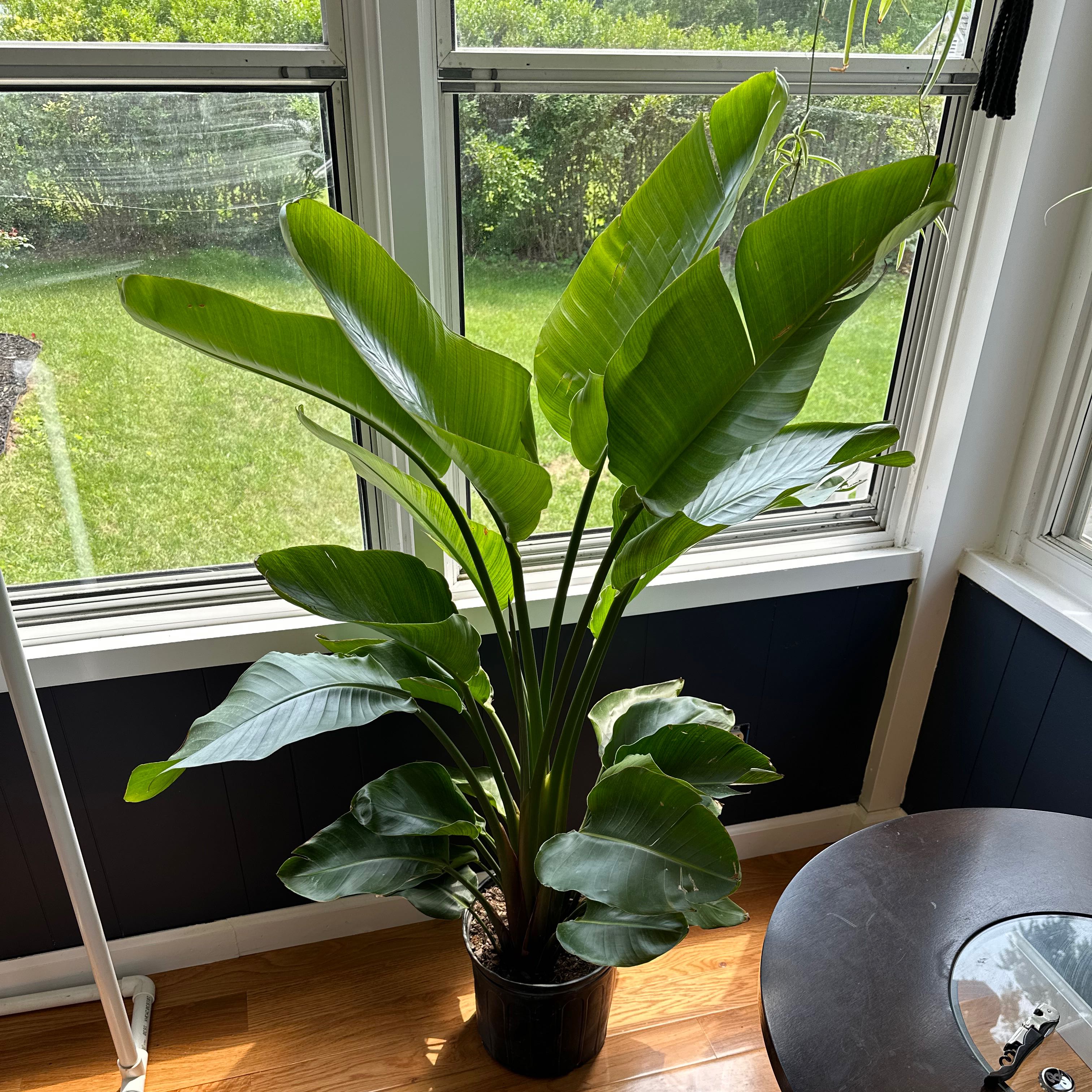 Healthy White Bird of Paradise plant with large green leaves in black planter by sunny window.