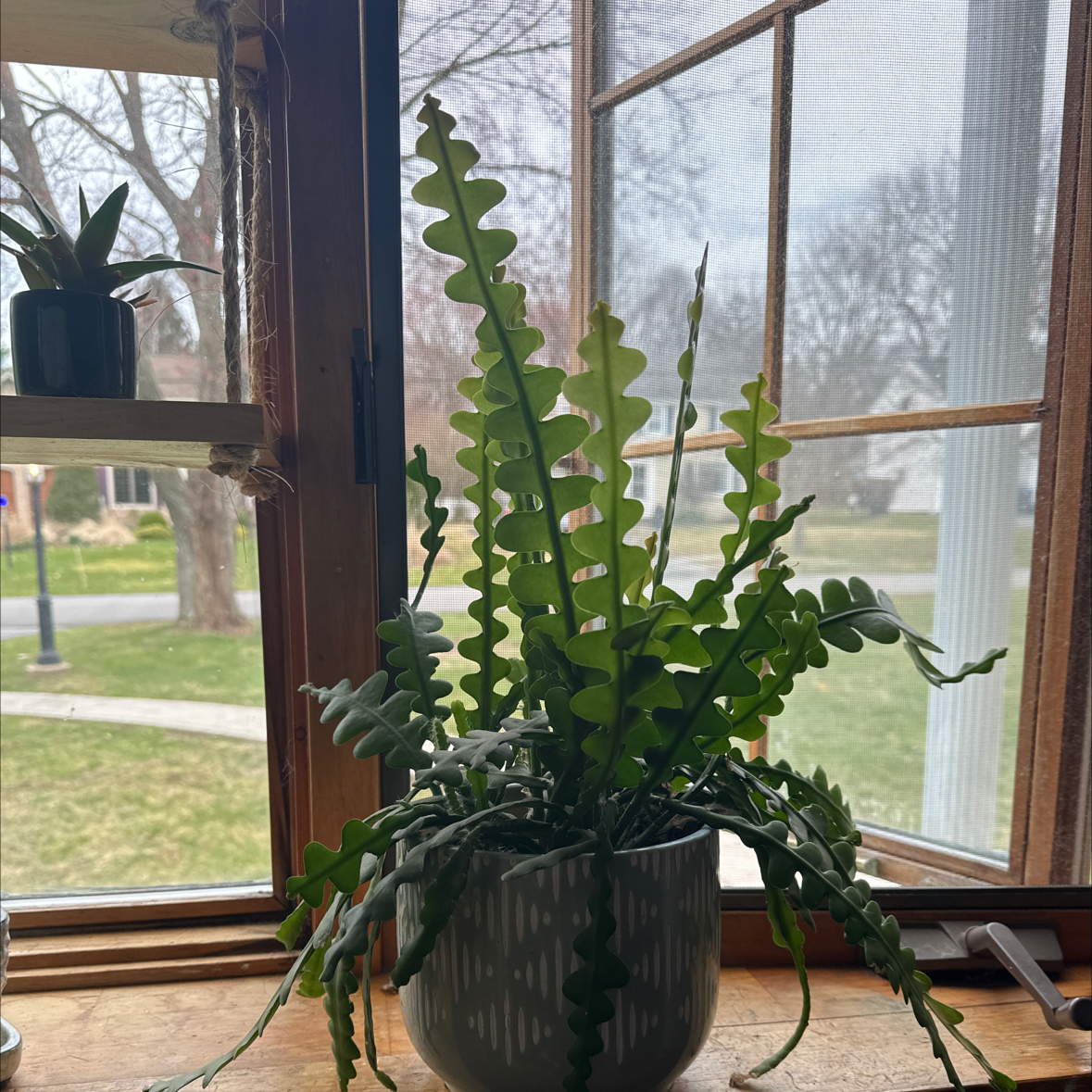 Photo of the plant species Selenicereus Anthonyanus by @AndrewHargrave named Ziggy on Greg, the plant care app