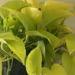 Neon Pothos plant